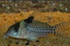 Cory punctatus — 2.5